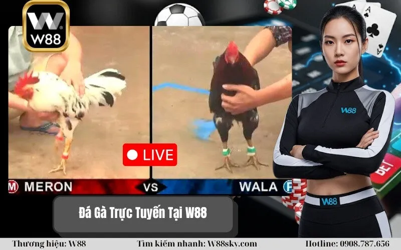 Đá Gà Trực Tuyến Tại W88