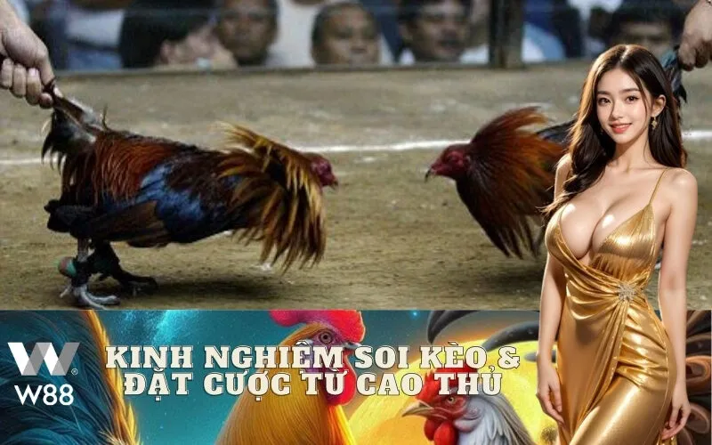 Kinh Nghiệm Soi Kèo & Đặt Cược Từ Cao Thủ