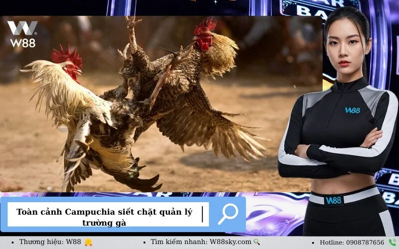 Toàn cảnh Campuchia siết chặt quản lý trường gà
